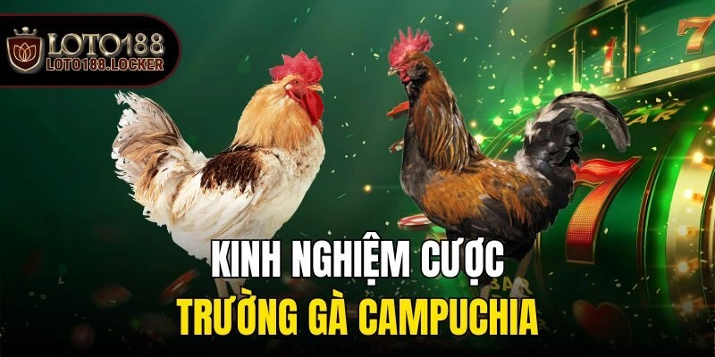 Kinh nghiệm cược trường gà Campuchia